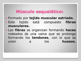 Músculo esquelético:
 Formado por tejido muscular estriado.
 Este tejido está compuesto fibras
musculares.
 Las fibras se organizan formando haces
rodeados de una vaina que se prolonga
formando los tendones, con lo que se
unen a los huesos.
 