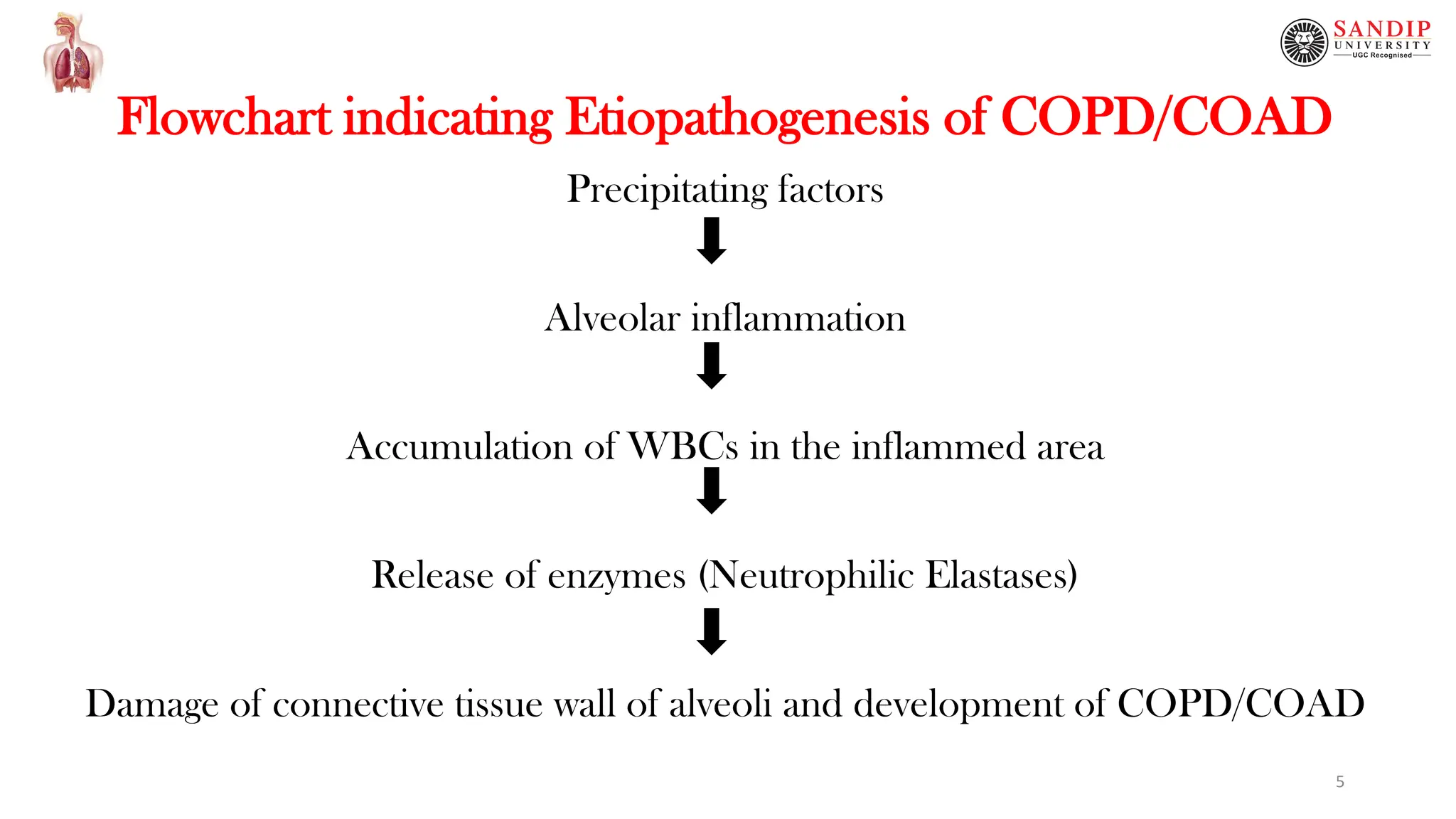 Flowchart indicating Etiopathogenesis of COPD/COAD
Precipitating factors
Alveolar inflammation
Accumulation of WBCs in the inflammed area
Release of enzymes (Neutrophilic Elastases)
Damage of connective tissue wall of alveoli and development of COPD/COAD
5
 