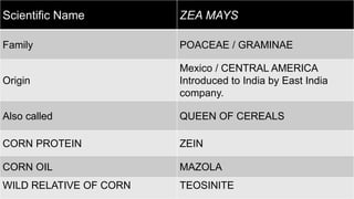 AGRONOMY OF CORN.pptx
