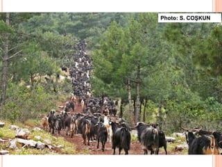 Photo: S. COŞKUN
 