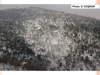 Photo: S. COŞKUN
 