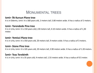 MONUMENTAL TREES
Izmir- İlk Kursun Plane tree
It is in Odemis, Izmir. It is 300 years old, 2 meters tall, 5.80 meters wide. It has a radius of 2 meters.
Izmir- Yarendede Pine tree
It is in Urla, Izmir. It is 150 years old,1.30 meters tall, 4.10 meters wide. It has a radius of 1,30
meter.
Izmir- Yemisci Plane tree
It is in Urla, Izmir. It is 350 years old, 20 meters tall, 9 meters wide. It has a radius of 3 meters.
Izmir- Stone Pine tree
It is in Urla, Izmir. It is 105 years old, 20 meters tall, 3.90 meters wide. It has a radius of 1.20 meters.
İzmir- Teas Terebinth
It is in Urla, Izmir. It is 35 years old, 4 meters tall, 1.55 meters wide. It has a radius of 0.5 meter.
 