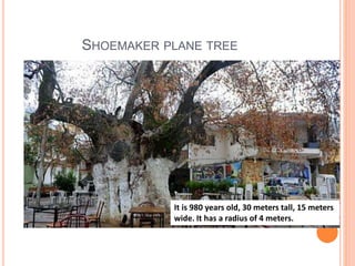 SHOEMAKER PLANE TREE
It is 980 years old, 30 meters tall, 15 meters
wide. It has a radius of 4 meters.
 