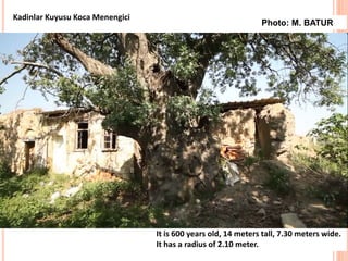 It is 600 years old, 14 meters tall, 7.30 meters wide.
It has a radius of 2.10 meter.
Kadinlar Kuyusu Koca Menengici
Photo: M. BATUR
 