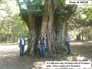 It is 500 years old, 18 meters tall, 8.73 meters
wide. It has a radius of 2.78 meters.
Photo: M. BATUR
 
