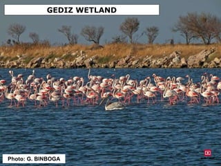 GEDIZ WETLAND
Photo: G. BINBOGA
 