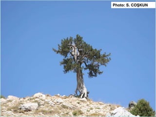 Photo: S. COŞKUN
 