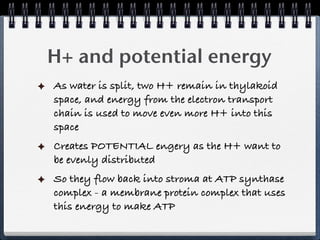 H+ and potential energy
As water is split, two H+ remain in thylakoid
space, and energy from the electron transport
chain is used to move even more H+ into this
space
Creates POTENTIAL engery as the H+ want to
be evenly distributed
So they flow back into stroma at ATP synthase
complex - a membrane protein complex that uses
this energy to make ATP
 