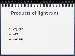Products of light rxns


Oxygen
ATP
NADPH
 