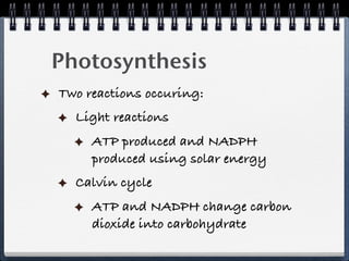 Photosynthesis
Two reactions occuring:
  Light reactions
     ATP produced and NADPH
     produced using solar energy
  Calvin cycle
     ATP and NADPH change carbon
     dioxide into carbohydrate
 