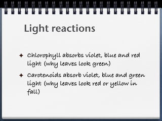 Light reactions

Chlorophyll absorbs violet, blue and red
light (why leaves look green)
Carotenoids absorb violet, blue and green
light (why leaves look red or yellow in
fall)
 