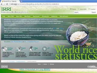 Experience and lessons of the Rice Information Portal in Asia – bringing information to farmers and influencing policies