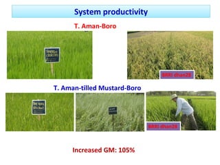 Oilseed crops in rice-based farming systems in southern Bangladesh