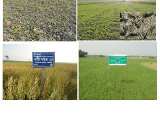 Oilseed crops in rice-based farming systems in southern Bangladesh