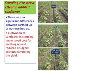 Oilseed crops in rice-based farming systems in southern Bangladesh