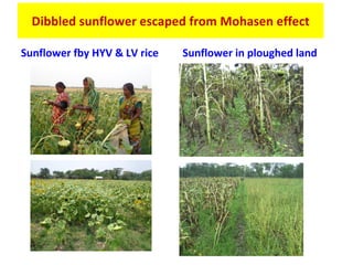 Oilseed crops in rice-based farming systems in southern Bangladesh