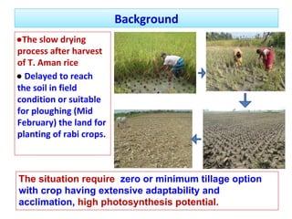 ● 
● 
The situation require zero or minimum tillage option 
with crop having extensive adaptability and 
acclimation, high...