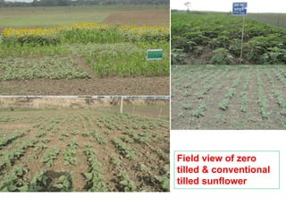 Oilseed crops in rice-based farming systems in southern Bangladesh