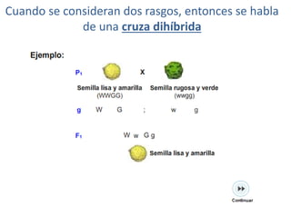 Cuando se consideran dos rasgos, entonces se habla
             de una cruza dihíbrida
 