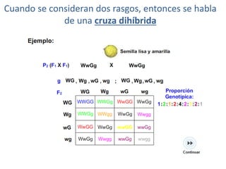 Cuando se consideran dos rasgos, entonces se habla
             de una cruza dihíbrida
 
