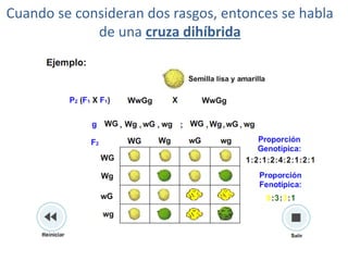 Cuando se consideran dos rasgos, entonces se habla
             de una cruza dihíbrida
 