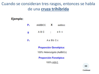 Cuando se consideran tres rasgos, entonces se habla
             de una cruza trihíbrida
 