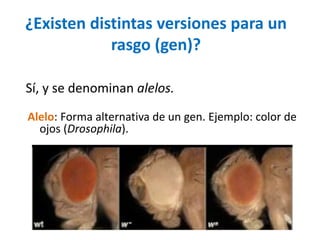 ¿Existen distintas versiones para un
            rasgo (gen)?

Sí, y se denominan alelos.
Alelo: Forma alternativa de un gen. Ejemplo: color de
  ojos (Drosophila).
 