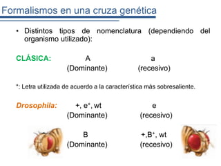 Formalismos en una cruza genética
   • Distintos tipos de nomenclatura (dependiendo del
     organismo utilizado):

   CLÁSICA:               A                          a
                      (Dominante)                (recesivo)

   *: Letra utilizada de acuerdo a la característica más sobresaliente.


   Drosophila:          +, e+, wt                    e
                      (Dominante)                (recesivo)

                          B                      +,B+, wt
                      (Dominante)                (recesivo)
 