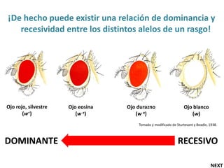 ¡De hecho puede existir una relación de dominancia y
   recesividad entre los distintos alelos de un rasgo!




Ojo rojo, silvestre   Ojo eosina   Ojo durazno                     Ojo blanco
       (w+)              (w e)        (w a)                           (w)
                                       Tomado y modificado de Sturtevant y Beadle, 1938.



DOMINANTE                                                      RECESIVO

                                                                                   NEXT
 