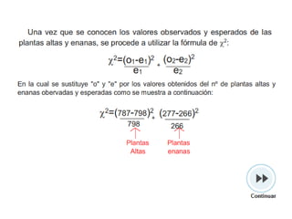 Cruza dihíbrida trihíbrida-alelosmúltiples-m-bifurcado