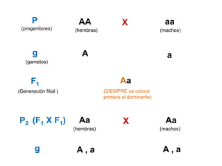 P                  AA                X                 aa
 (progenitores)        (hembras)                           (machos)



       g                  A                                  a
   (gametos)



      F1                                  Aa
(Generación filial )               (SIEMPRE se coloca
                                   primero al dominante)



P2 (F1 X F1)             Aa                X                 Aa
                       (hembras)                           (machos)



        g               A,a                                 A,a
 