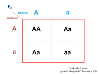 F2
         MACHOS   A          a
HEMBRAS




     A            AA       Aa


     a            Aa       aa

                                Cuadro de Punnett
                       (genetista Reginald C. Punnett, s. XX)
 