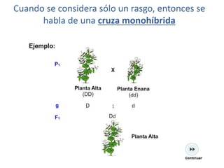 Cuando se considera sólo un rasgo, entonces se
      habla de una cruza monohíbrida
 