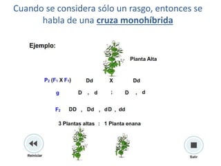 Cuando se considera sólo un rasgo, entonces se
      habla de una cruza monohíbrida
 
