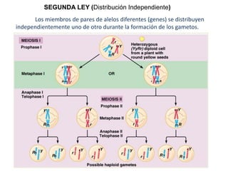 SEGUNDA LEY (Distribución Independiente)
      Los miembros de pares de alelos diferentes (genes) se distribuyen
independientemente uno de otro durante la formación de los gametos.
 