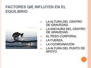 FACTORES QIE INFLUYEN EN EL EQUILIBRIOLA ALTURA DEL CENTRO DE GRAVEDAD.LA ANCHURA DEL CENTRO DE GRAVEDAD.EL PESO CORPORALLA FUERZA.LA COORDINACIÓNLA ALTURA DEL PUNTO DE APOYO.