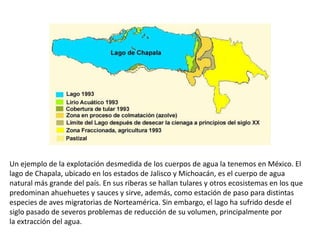 Un ejemplo de la explotación desmedida de los cuerpos de agua la tenemos en México. El
lago de Chapala, ubicado en los estados de Jalisco y Michoacán, es el cuerpo de agua
natural más grande del país. En sus riberas se hallan tulares y otros ecosistemas en los que
predominan ahuehuetes y sauces y sirve, además, como estación de paso para distintas
especies de aves migratorias de Norteamérica. Sin embargo, el lago ha sufrido desde el
siglo pasado de severos problemas de reducción de su volumen, principalmente por
la extracción del agua.
 