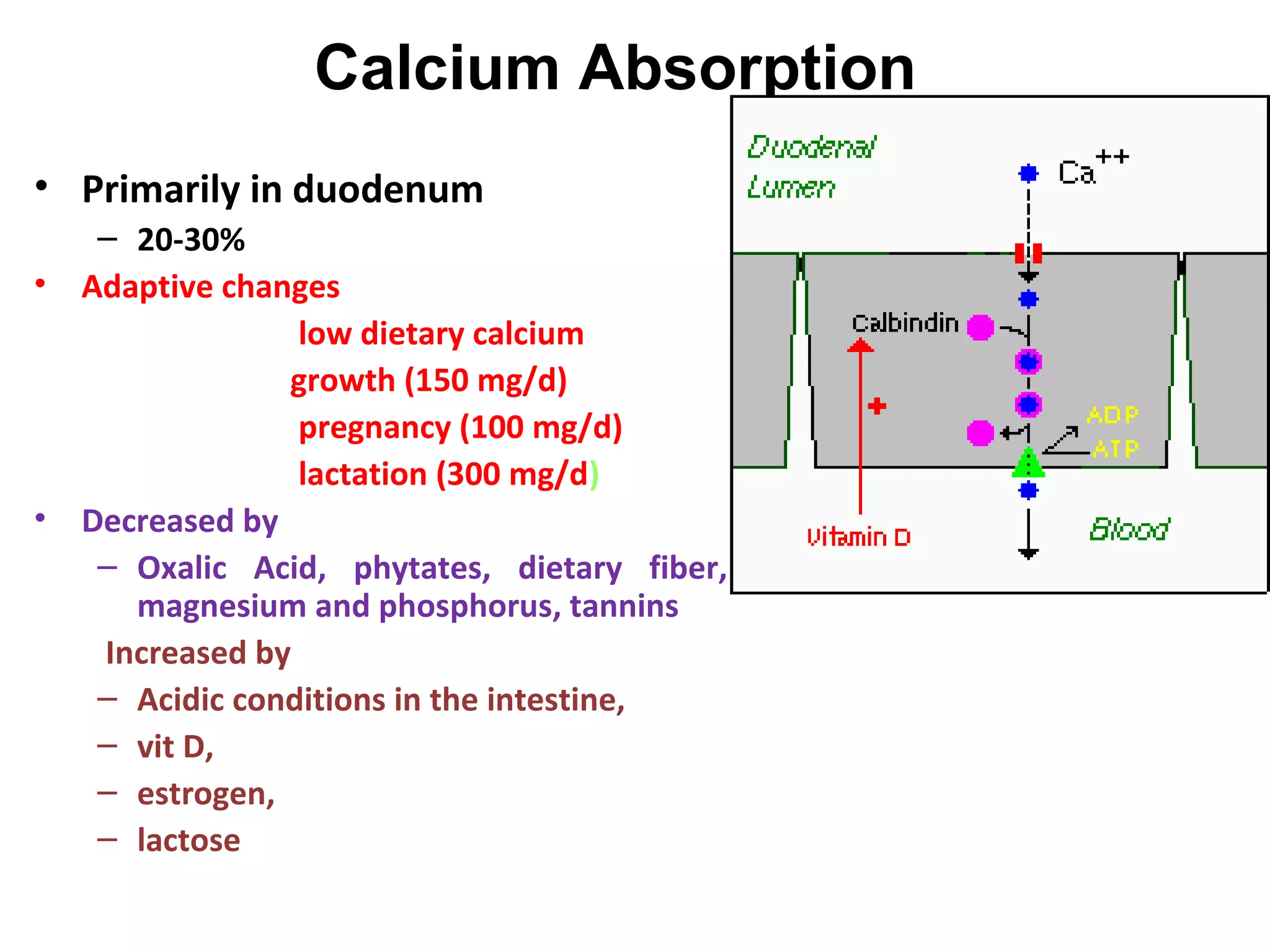 calcium homeostasis and viamin D | PPT