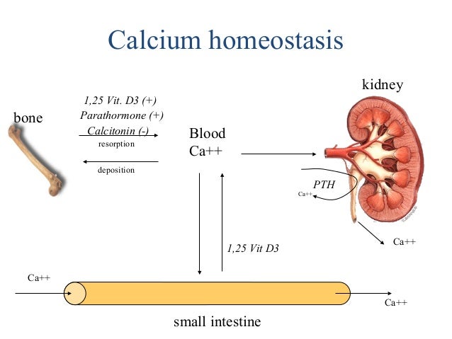 calcium homeostasis and viamin D block diagram with disturbance 