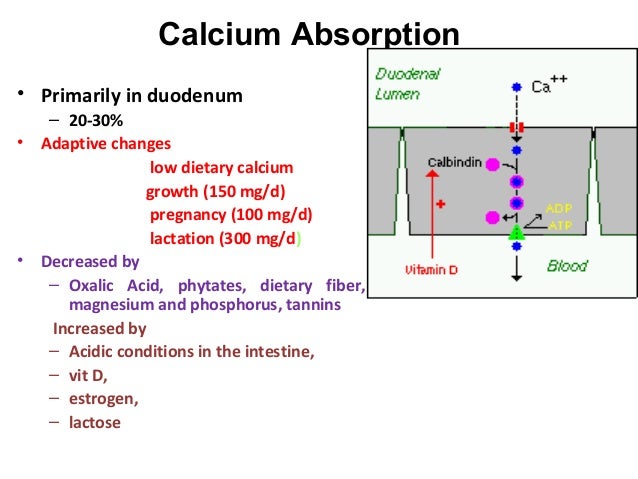 Calcium Homeostasis And Viamin D
