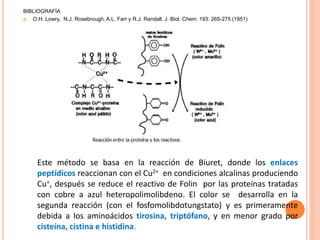 Este método se basa en la reacción de Biuret, donde los enlaces
peptídicos reaccionan con el Cu2+ en condiciones alcalinas produciendo
Cu+, después se reduce el reactivo de Folin por las proteínas tratadas
con cobre a azul heteropolimolibdeno. El color se desarrolla en la
segunda reacción (con el fosfomolibdotungstato) y es primeramente
debida a los aminoácidos tirosina, triptófano, y en menor grado por
cisteína, cistina e histidina.
BIBLIOGRAFÍA
 O.H. Lowry, N.J. Rosebrough, A.L. Farr y R.J. Randall. J. Biol. Chem. 193: 265-275 (1951)
 
