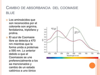 CAMBIO DE ABSORBANCIA DEL COOMASIE
BLUE
 Los aminoácidos que
son reconocidos por el
colorante son arginina,
fenilalanina, triptofano y
prolina.
 El azul de Coomasie
libre se detecta a 470
nm mientras que la
forma unida a proteínas
a 595 nm. Lo anterior
debido a que el
Coomassie se une
preferencialmente a los
aa mencionados y
cambio de un estado
catiónico a uno iónico
 