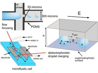 Aqueous
Phase
oil in
electrode
electrode waste out
microfluidic cell
water in
E
300 microns
50 microns
PDMS
a
A B
FDEP
superhydrophobic
surface
oil
phase
dielectrophoretic
droplet merging
flow
focusing
 