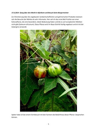 5 
 
17.6.2014  Gang über den Markt in Njinikom und Besuch beim Bürgermeister 
Zur Orientierung über die angebauten landwirtschaftlichen und gärtnerischen Produkte erwiesen 
sich die Besuche der Märkte als sehr informativ. Hier sah ich das erste Mal Früchte von einer 
Kulturpflanze, die eine besondere, lokale Bedeutung haben und die es auf europäischen Märkten 
nicht gibt (Solanum africanum). Diese Pflanze wird im Boyo Distrikt häufig angebaut und ist mit der 
Aubergine verwandt. 
 
Später habe ich bei einem Farmbesuch mit den Farmern die Bedürfnisse dieser Pflanze  besprechen 
können. 
 
