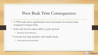 Poor Beak Trim Consequences
• A 1982 study shows significantly lower food intake for shorter beaks
compared to longer beaks
• Forks and shovels reduce ability to pick up food
• Decrease feed efficiency
• Consume less large particles with smaller beaks
• Limit production potential
 