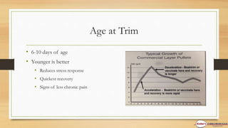 Age at Trim
• 6-10 days of age
• Younger is better
• Reduces stress response
• Quickest recovery
• Signs of less chronic pain
 
