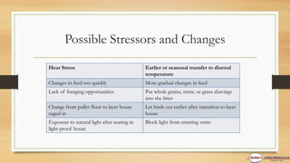 Possible Stressors and Changes
Heat Stress Earlier or seasonal transfer to diurnal
temperature
Changes in feed too quickly More gradual changes in feed
Lack of foraging opportunities Put whole grains, straw, or grass shavings
into the litter
Change from pullet floor to layer house
caged in
Let birds out earlier after transition to layer
house
Exposure to natural light after rearing in
light-proof house
Block light from entering vents
 