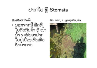 ປາກໃບ ຫຼື Stomata
ບົວ. ຈອກ, ແມງຫາງເຫີນ, ພໍາ.
• ນອກຈາກນີ້ ພືດທີ່
ໃບຕີດກັບນໍ້າ ຫຼື ໜ້າ
ນໍ້າ ຈະພົບວ່າປາກ
ໃບຢູ່ເບື້ອງເທີງເພື່ອ
ຮັບອາກາດ
ພືດທີ່ໃບຕີດກັບນໍ້າ
 