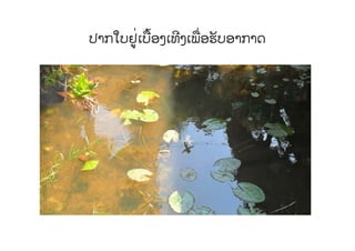 ປາກໃບຢູ່ເບື້ອງເທີງເພື່ອຮັບອາກາດ
 