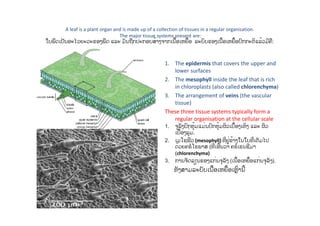 A leaf is a plant organ and is made up of a collection of tissues in a regular organisation.
The major tissue systems present are:
ໃບພືດເປັນອະໄວຍະວະຂອງພືດ ແລະ ມັນຖືກປະກອບສ້າງຈາກເນື້ອເຫຍື້ອ ລະບົບຂອງເນື້ອເຫຍື້ອປົກກະຕິແລ້ວມີຄື:
1. The epidermis that covers the upper and
lower surfaces
2. The mesophyll inside the leaf that is rich
in chloroplasts (also called chlorenchyma)
3. The arrangement of veins (the vascular
tissue)
These three tissue systems typically form a
regular organisation at the cellular scale
1. ຈຸລັງປົກຫຸ້ມແມ່ນປົກຫຸ້ມຜິວເບື້ອງເທິງ ແລະ ຜິວ
ເບື້ອງລຸ່່ມ.
2. ເມໂຊຟີວ (mesophyll) ທີ່ຢູ່ຂ້າງໃນໃບທີ່ເຕັມໄປ
ດ້ວຍຄຣໍໂຣພາສ (ທີ່ເອີ້ນວ່າ ຄຣໍເຣນຊີມາ
(chlorenchyma)
3. ການຈັດລຽນຂອງແກ່ນຈຸລັງ (ເນື້ອເຫຍື້ອແກ່ນຈຸລັງ).
ທັງສາມລະບັບເນື້ອເຫຍື້ອເຫຼົ່ານີ້
 